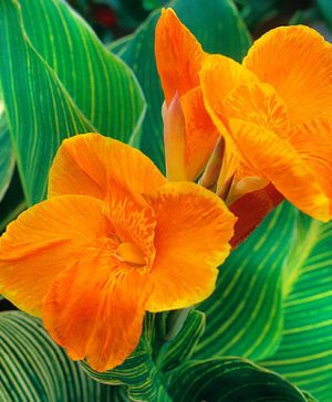 Canna Tropicanna Gold