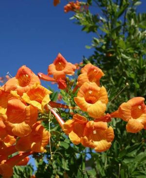 Cape Honeysuckle Bignonia capensis