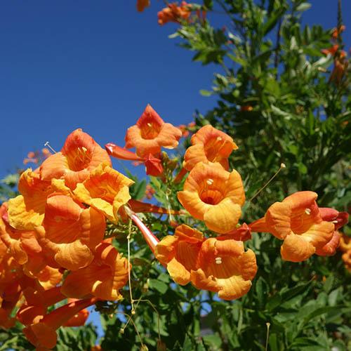 Cape Honeysuckle Bignonia capensis