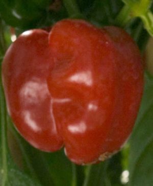 Capsicum Bell Boy Red