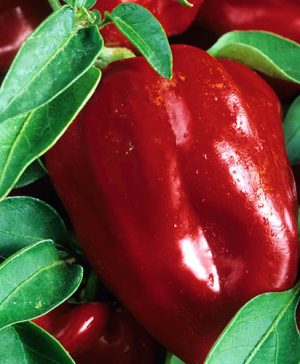 Capsicum Sweet Red Balconi F1