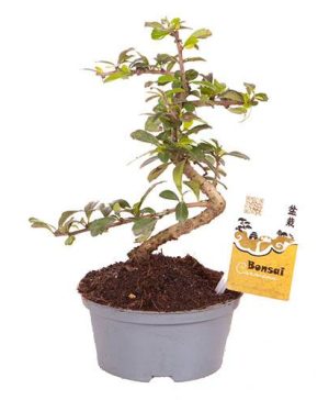 Carmona Bonsai S shape 14cm