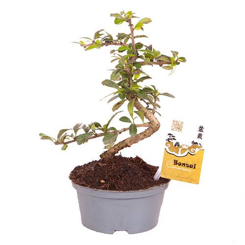 Carmona Bonsai S shape 14cm