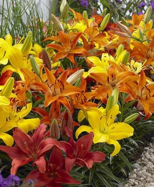 Carpet Lilies Hot Flame Mix
