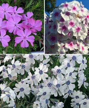 Carpet Phlox Set of 3 Colours