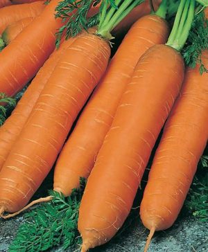 Carrot Flyaway F1 Seeds
