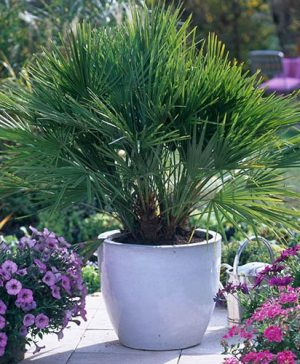 Chamaerops Humilis Fan Palm