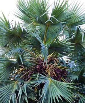 Chamaerops humilis Cerifera - Hardy Blue Fan Palm