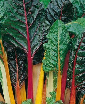 Chard Bright Lights Seeds