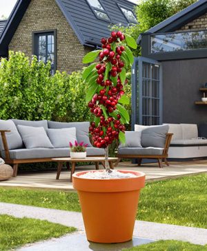 Cherry Queen Mary Columnar