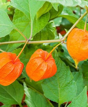 Chinese Lantern Physalis