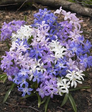 Chionodoxa lucilaea Glory of the Snow