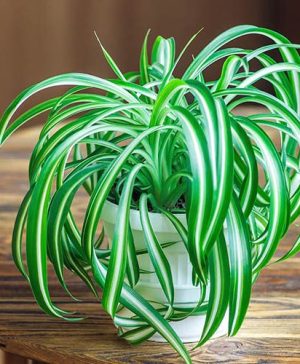 Chlorophytum Comosum Varigated