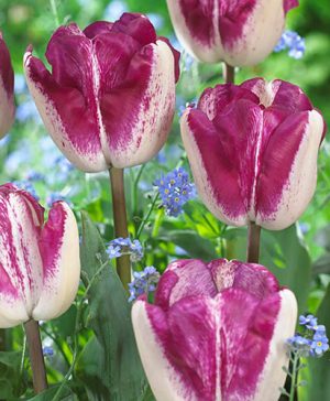 Chouchou Tulip Collection