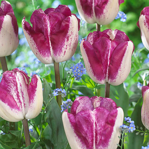 Chouchou Tulip Collection