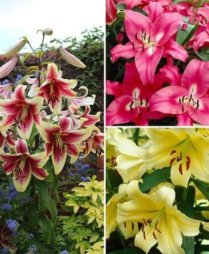 Classic Skyscraper Giant Lily Collection