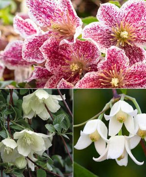 Clematis Evergreen Winter Collection