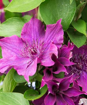 Clematis Guiding Promise Boulevard
