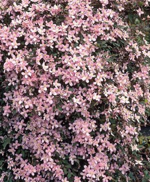 Clematis montana Fragrant Spring 15cm