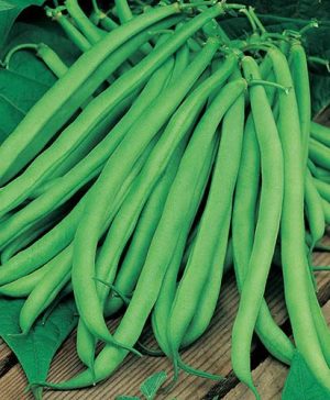 Climbing Bean Blue Lake Seeds
