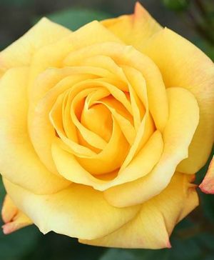 Climbing Rose Climbing Arthur Bell