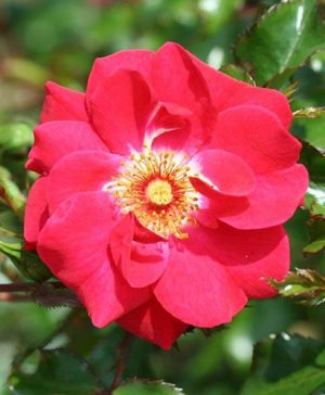 Climbing Rose Olympic Flame