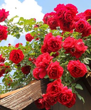 Climbing Rose Pauls Scarlet