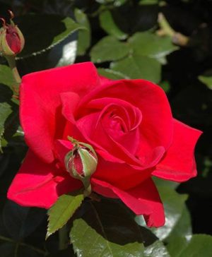 Climbing Rose Red Flame