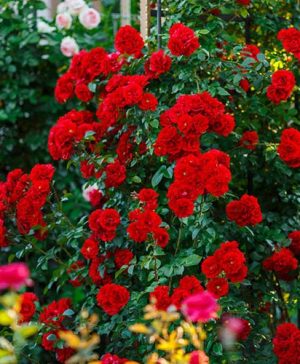 Climbing Rose The Princes Trust