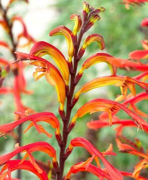 Cobra Lily Chasmanthe floribunda Saturnus