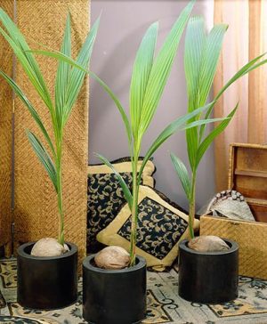 Coconut Palm Tree Cocos nucifera