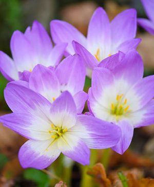 Colchicum autumnale The Giant