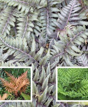 Colourful Hardy Fern Collection