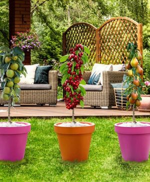 Columnar Fruit Tree Collection