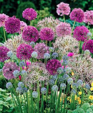 Complete Allium Collection