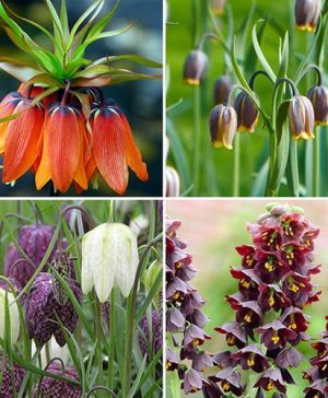 Complete Fritillary Bulb Collection