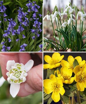 Complete "In The Green" Bulb Saver Collection