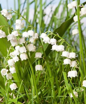 Convallaria Lily of the Valley