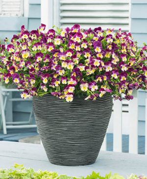 Cool Wave Pansy Raspberry Swirl