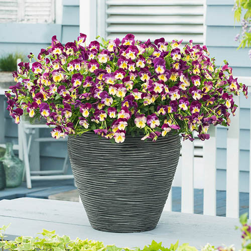 Cool Wave Pansy Raspberry Swirl