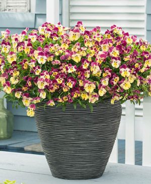 Cool Wave Pansy Strawberry Swirl