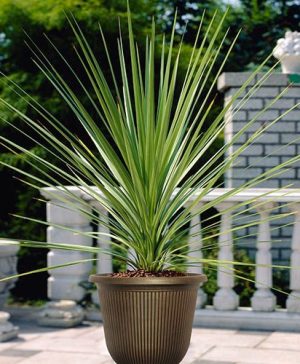 Cordyline Australis 80 - 100 cm pot 17cm