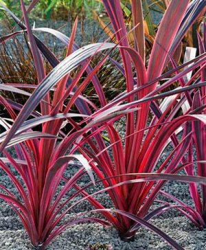Cordyline Pink Passion