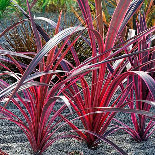 Cordyline Pink Passion