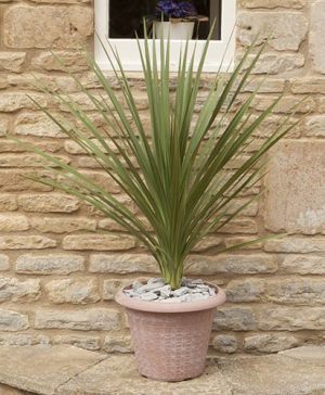 Cordyline australis