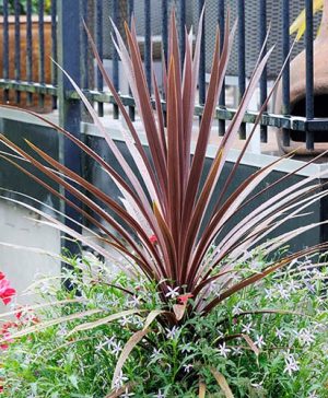 Cordyline australis Burgundy Spire