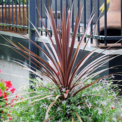 Cordyline australis Burgundy Spire