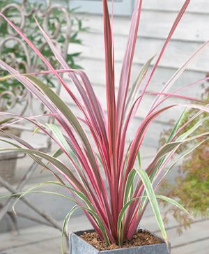 Cordyline australis Can Can