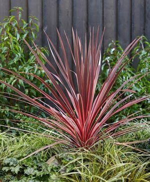 Cordyline australis Charlie Boy