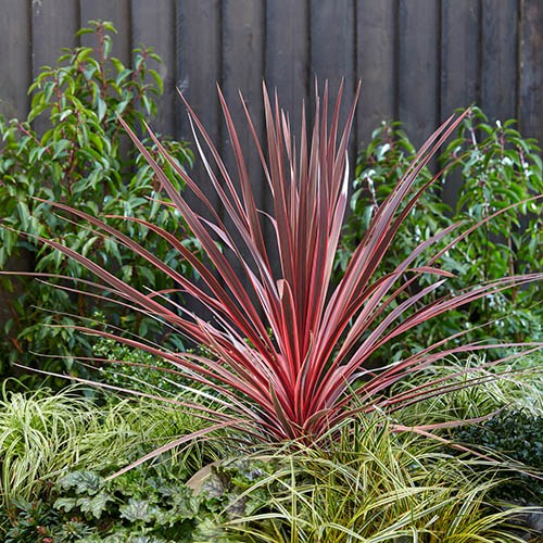 Cordyline australis Charlie Boy